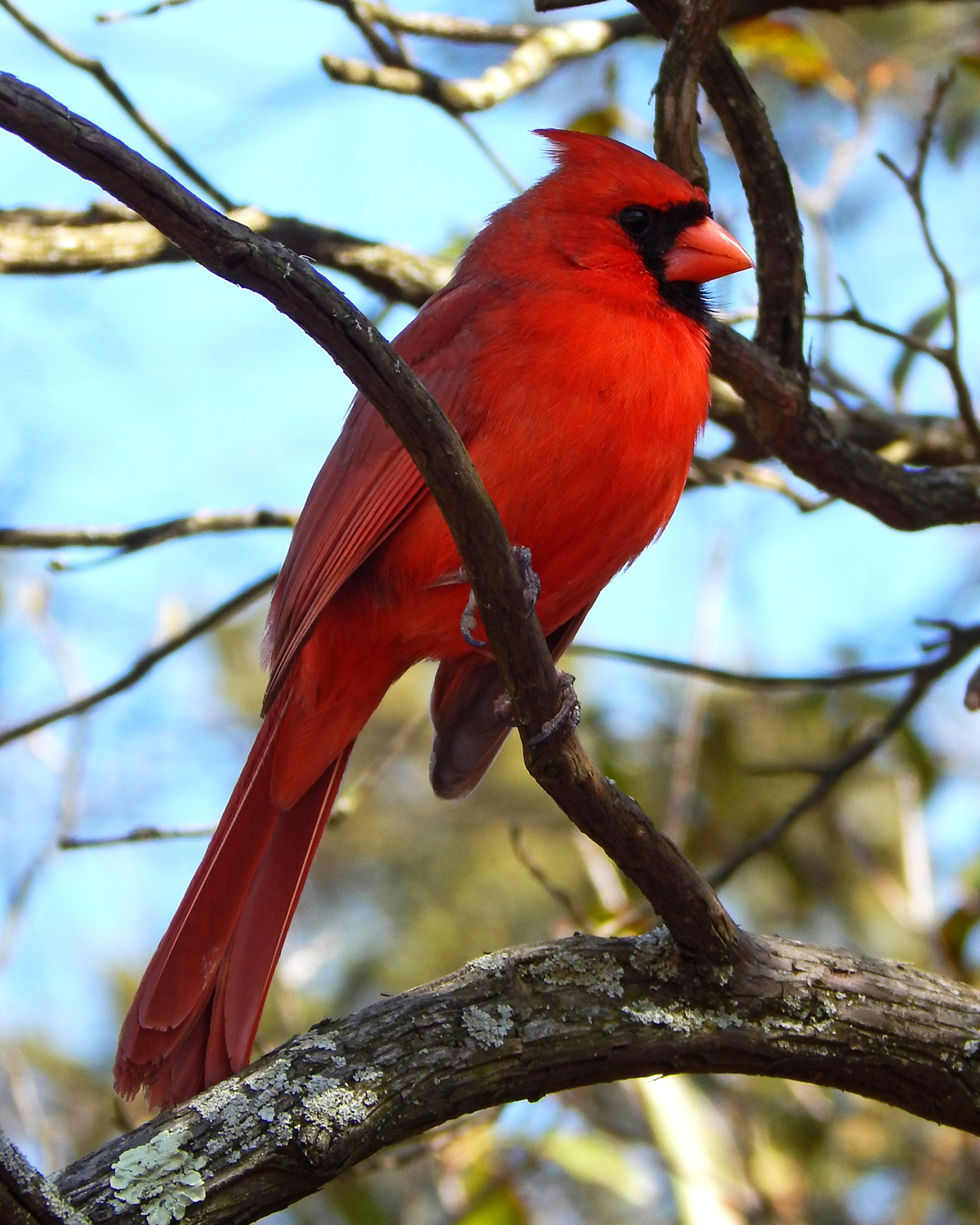 Cardinal on a Branch | Shutterbug